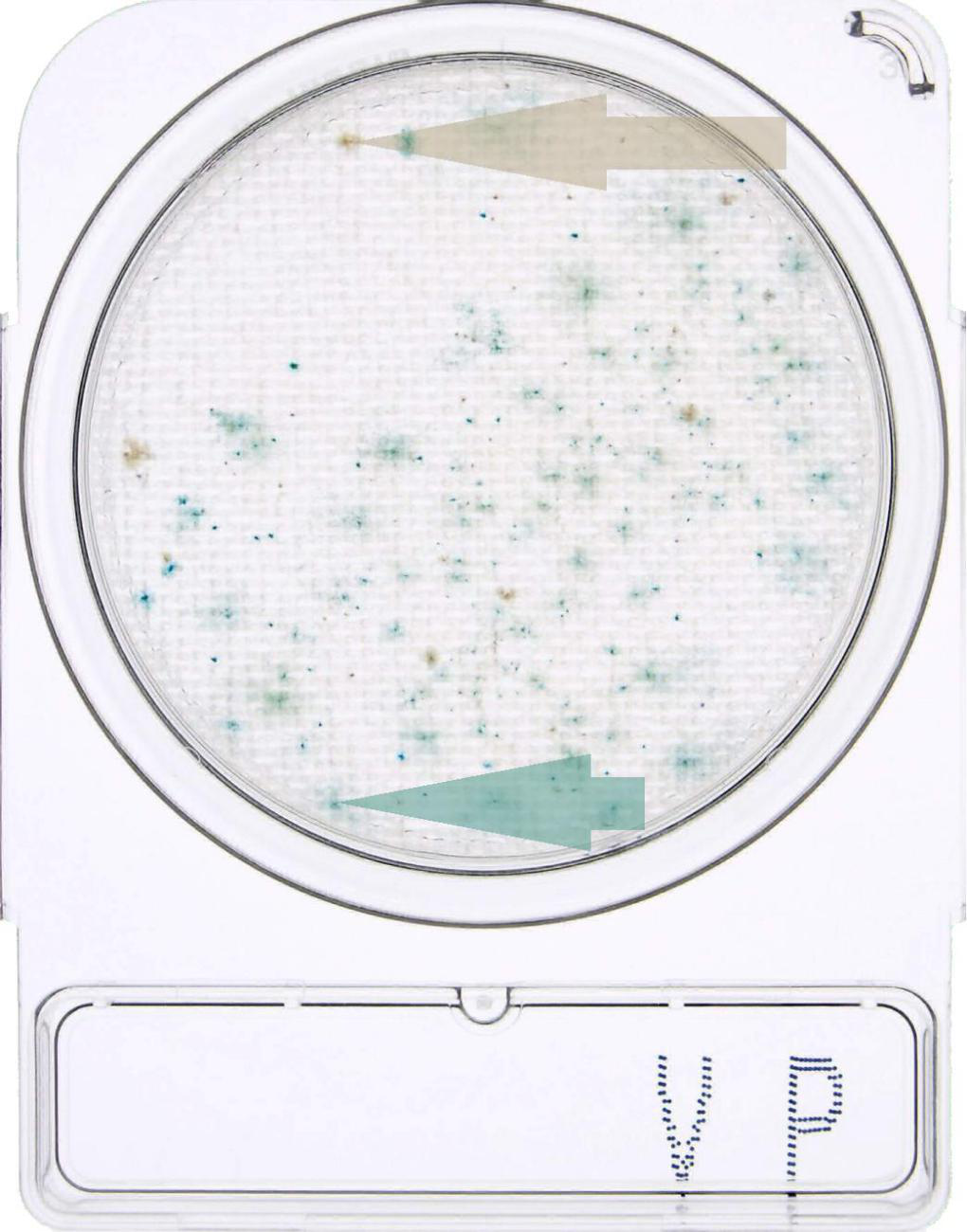 Compact Dry VP副溶血弧菌检测片